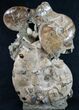 Free-Standing Tall Ammonite Cluster - Spectacular #10469-1